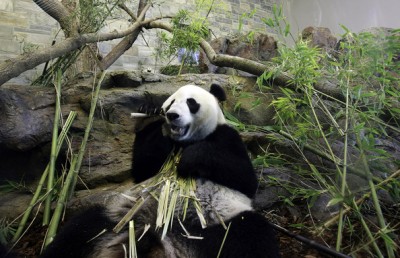Adelaide Zoo celebrates giant panda Fu Ni’s ninth birthday