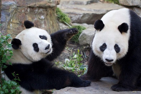 Adelaide Zoo to keep pandas Wang Wang and Fu Ni