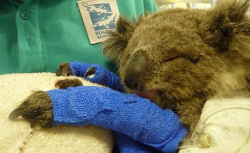 Healesville Sanctuary staff and volunteers mark the tenth anniversary of the Black Saturday bushfires