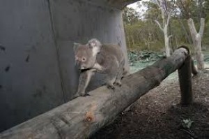 NSW Government announces koala reserves in attempt to reverse declining populations