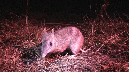 Fox-free Phillip Island to play key role in bandicoot conservation
