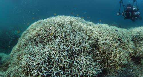 Report suggests Great Barrier Reef coral bleaching could deter one million visitors