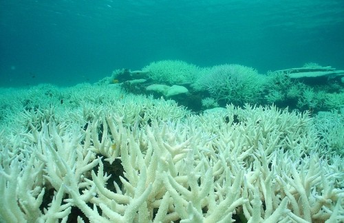 Great Barrier Reef suffers another bleaching event ahead of United Nations assessment visit