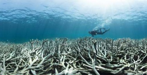 Reef tourism industry and conservationists demand climate action following release of new bleaching survey
