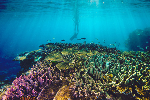 Research suggests coral reef protection could benefit all ecosystems