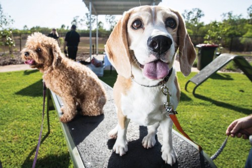 Dog lovers celebrate Darwin’s first dedicated canine parks