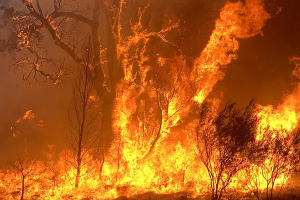 Victorian Government undertakes to restore bushfire devastated forests