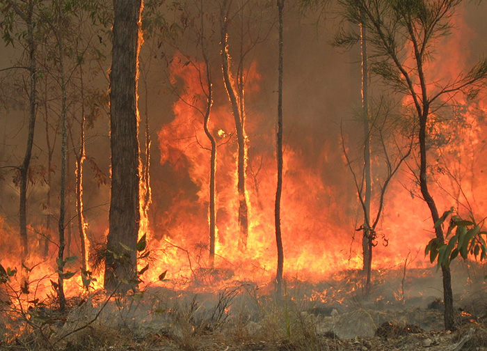 Blue Mountains Botanic Gardens threatened by bushfire