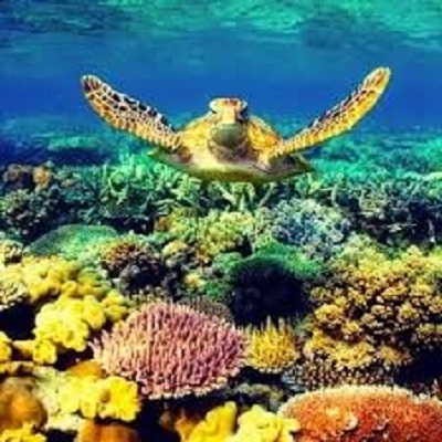 The Australian Marine Conservation Society calls for reallocation of $443 million funding