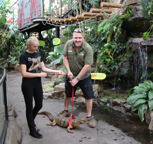 Cairns ZOOM & Wildlife Dome launches ‘walk the crocodile’ experience