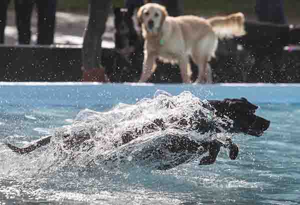 Christchurch City Council looks forward to ‘dogs in pool’ event