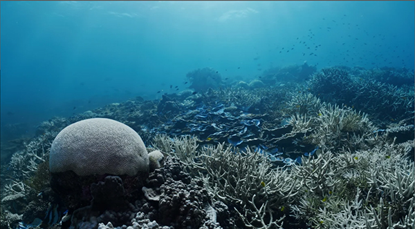 New video footage reveals worst coral bleaching ever seen for Greater Barrier Reef