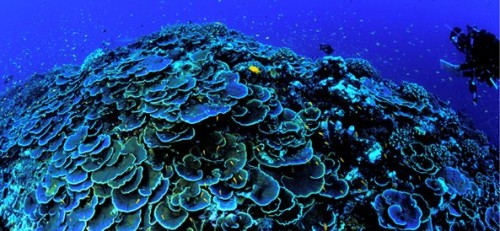 UNESCO report urges protection of oceans with World Heritage status