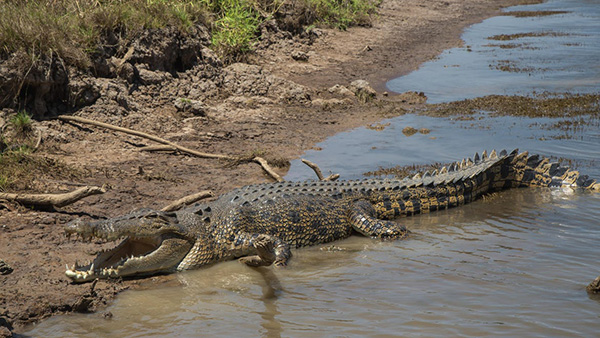 Public input invited for crocodile management in Northern Territory