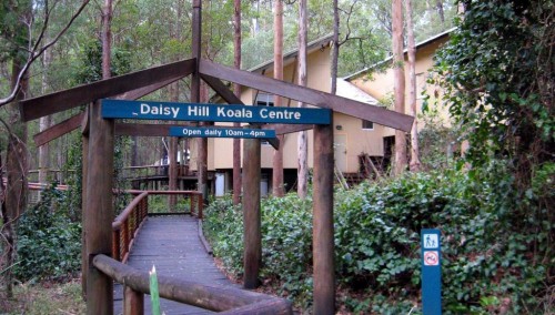 $3.3 million revamp for Brisbane’s Daisy Hill Koala Centre