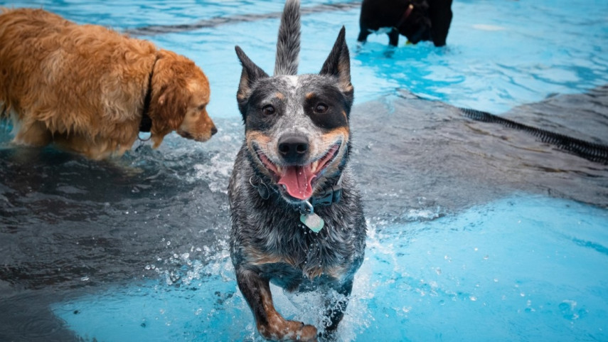 Vaccinated and well behaved dogs invited to ‘party’ at Christchurch pools