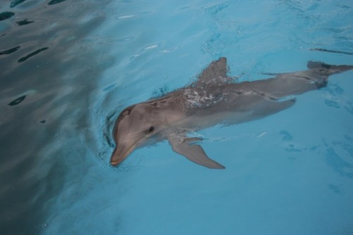 Campaign looks to new law to end dolphin captivity in NSW