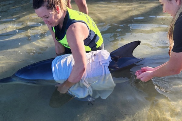 Rescue group saves distressed dolphin at Coffs Harbour Marina