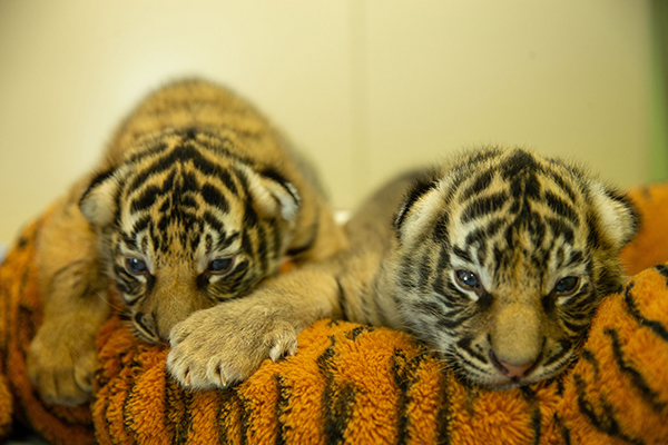 Dreamworld Tiger Cubs make first public appearance