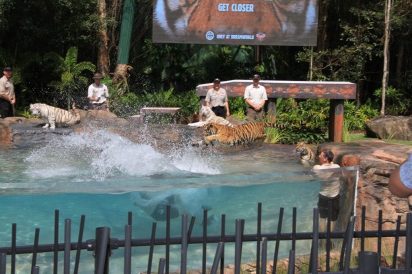 Dreamworld opens new look Tiger Island
