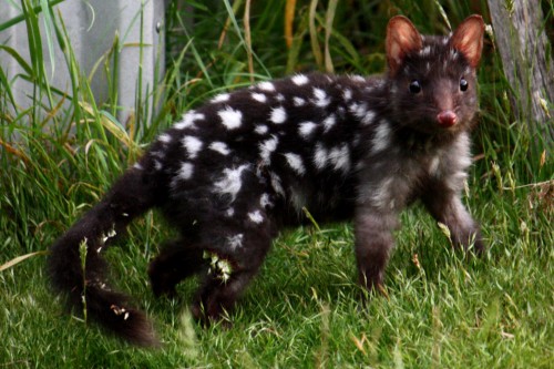 Eastern quolls return to Australian mainland after more than 50 years