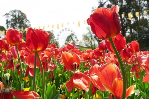 Canberra Floriade marks arrival of spring in Australia’s capital