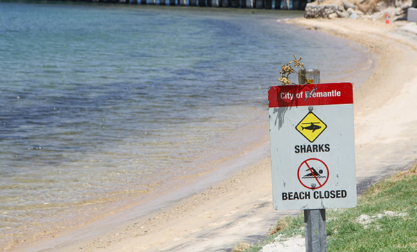 City of Fremantle explores shark barrier options