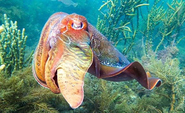 South Australian diving tours prove popular during the Giant Australian Cuttlefish breeding season