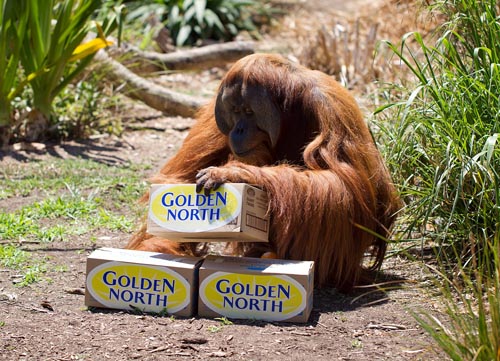 Zoos SA reverses decision to end selling palm oil free ice cream