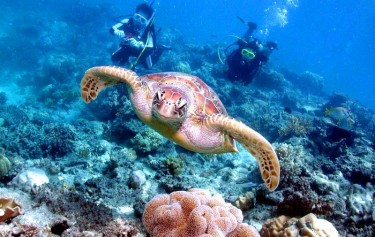 Coral bleaching leads to fall in domestic tourism to Great Barrier Reef
