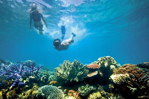 Australian Marine Conservation Society welcomes Labor promise to reclaim Great Barrier Reef funding
