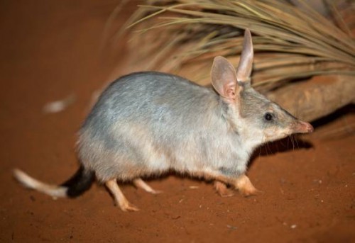 Western Plains Zoo sanctuary to aid Bilby conservation