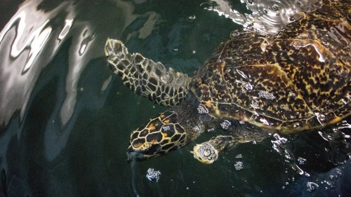 Kelly Tarlton’s and Auckland Zoo celebrate World Turtle Day