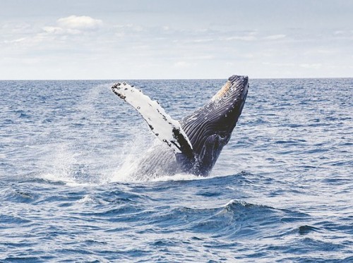 Australian Marine Conservation Society calls for protection of whales against renewed Japanese hunting