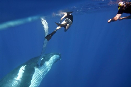 Swimming with humpback whales to be trialled at Ningaloo Marine Park