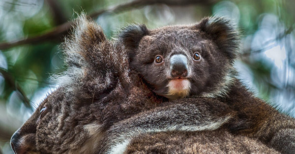 New management plans approved for Kangaroo Island timber plantations following revelation of injured and dead koalas