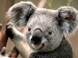 Federal funding for protection of NSW koalas