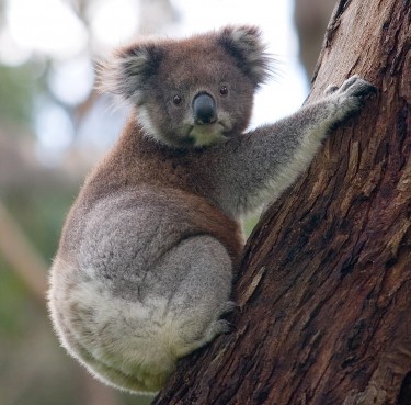 Zoos Victoria and RSPCA Victoria collaborate to build new koala hospital
