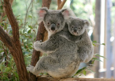 NSW koala conservation area threatened with logging