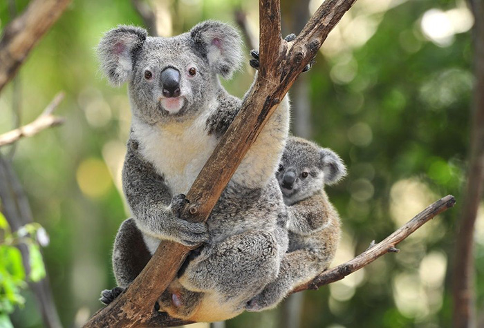 Improved mapping leads to better outcomes for koala habitat