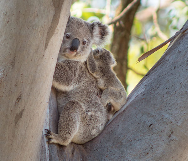Queensland Government offers funding for research into koala protection