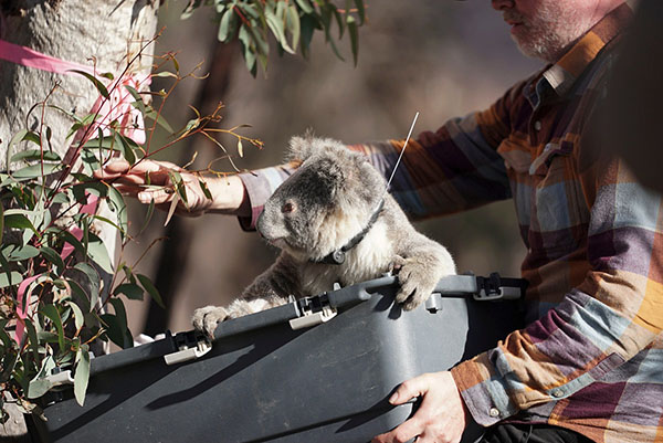 Minderoo Foundation funding assists research into koala recovery post-bushfires