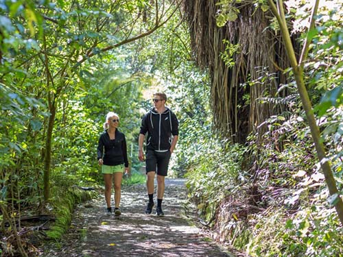 Wild for Taranaki receives funding for its planned Rawhitiroa Wetland Walk