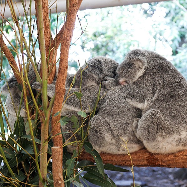 Major expansion begins on Brisbane’s Lone Pine Koala Sanctuary