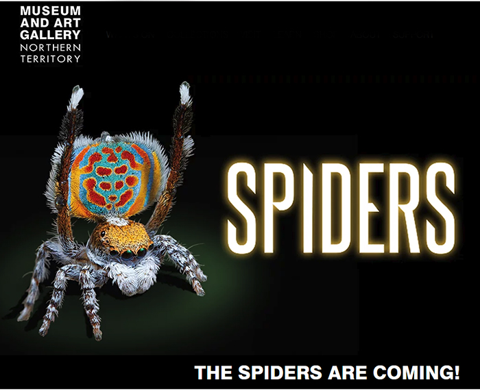 Interactive exhibition offers immersive encounters with spiders at MAGNT