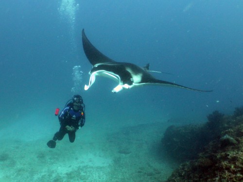 Researchers call for tighter controls on Ningaloo Reef manta ray experiences