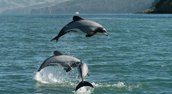 New Zealand Government plans to expand protection for Maui and Hector’s dolphins