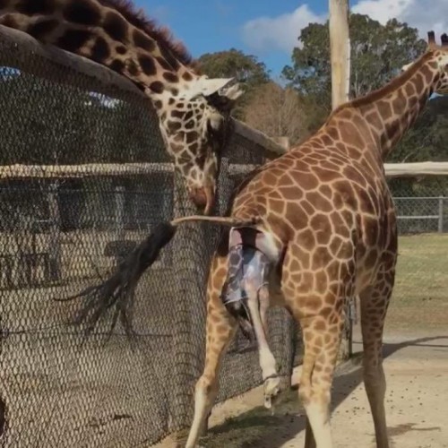 Mogo Zoo giraffe birth caught on camera