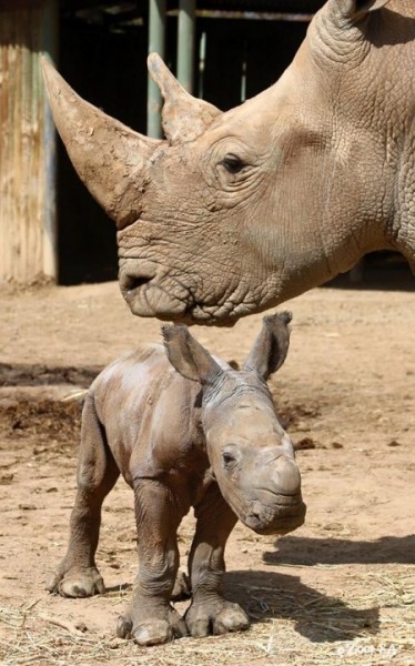Monarto Zoo welcomes birth of southern white rhinoceros