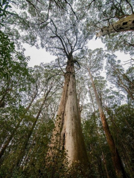 Proposed Great Forest National Park National would boost tourism